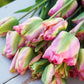 Tulp 'Groenland' (10 stuks) BIO