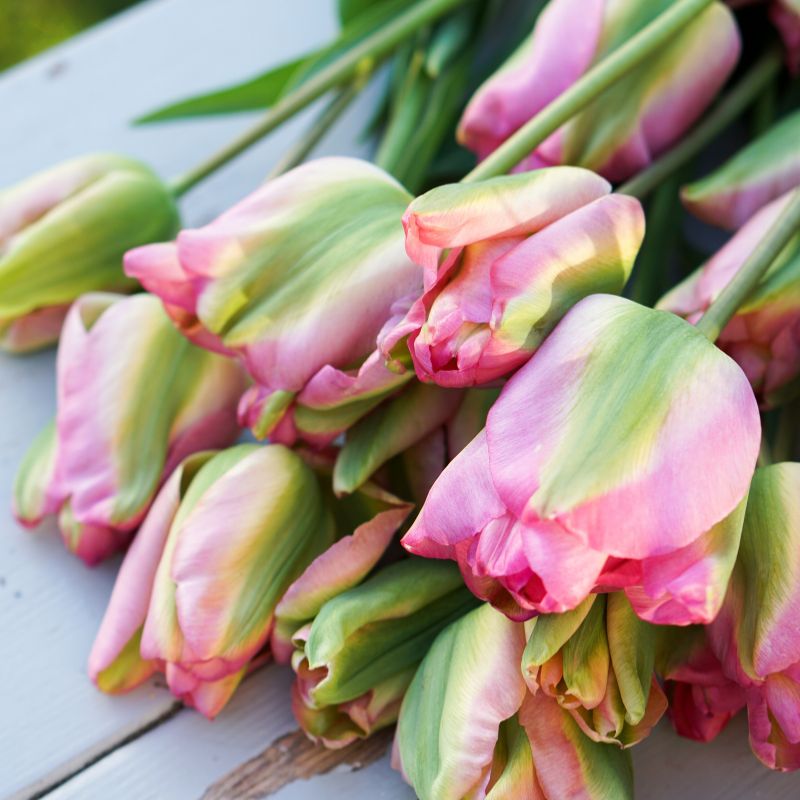 Tulp 'Groenland' (10 stuks) BIO