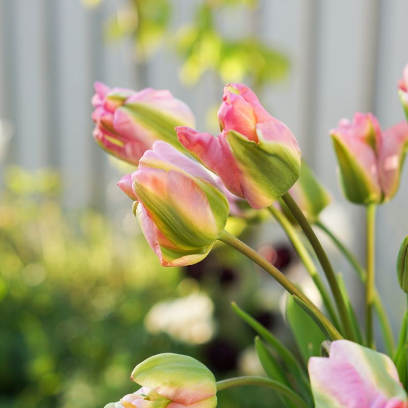 Tulp 'Groenland' (10 stuks) BIO