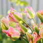 Tulp 'Groenland' (10 stuks) BIO