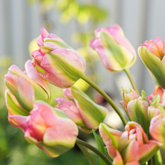 Tulp 'Groenland' (10 stuks) BIO