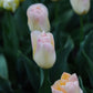 Tulp 'Jade Maiden' (10 stuks)