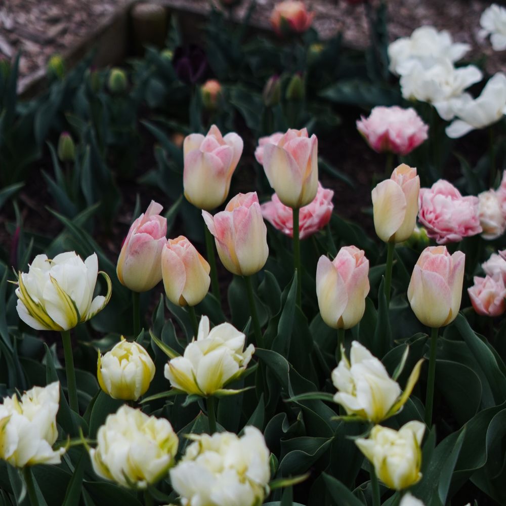 Tulp 'Jade Maiden' (10 stuks)