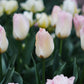 Tulp 'Jade Maiden' (10 stuks)