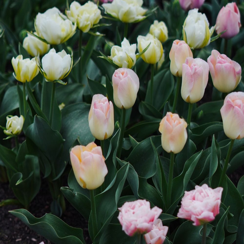 Tulp 'Jade Maiden' (10 stuks)