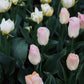 Tulp 'Jade Maiden' (10 stuks)