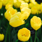 Tulp 'Novi Sun' (10 stuks) BIO