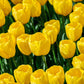 Tulp 'Novi Sun' (10 stuks) BIO