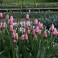 Tulp 'Pink Impression' (10 stuks) BIO