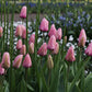 Tulp 'Pink Impression' (10 stuks) BIO