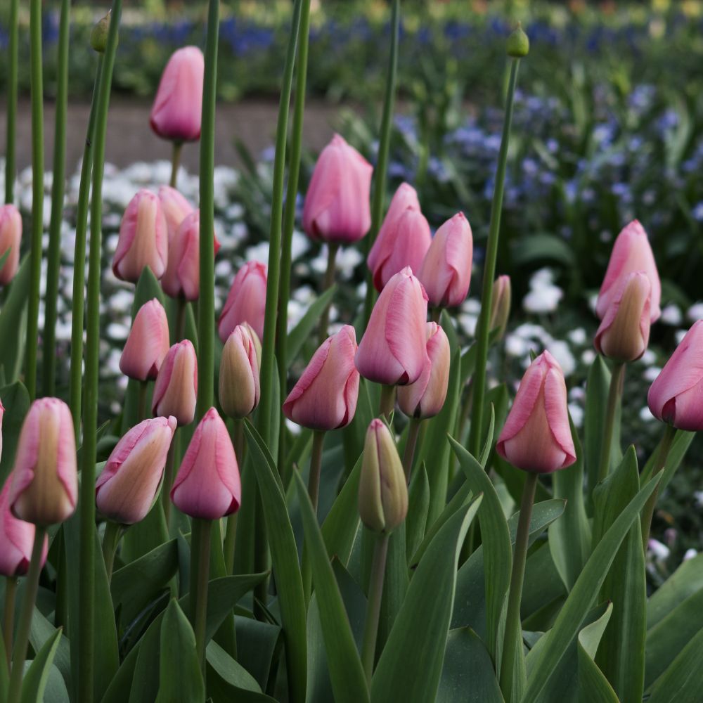 Tulp 'Pink Impression' (10 stuks) BIO