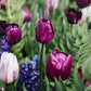 Tulp 'Purple Prince' (10 stuks) BIO