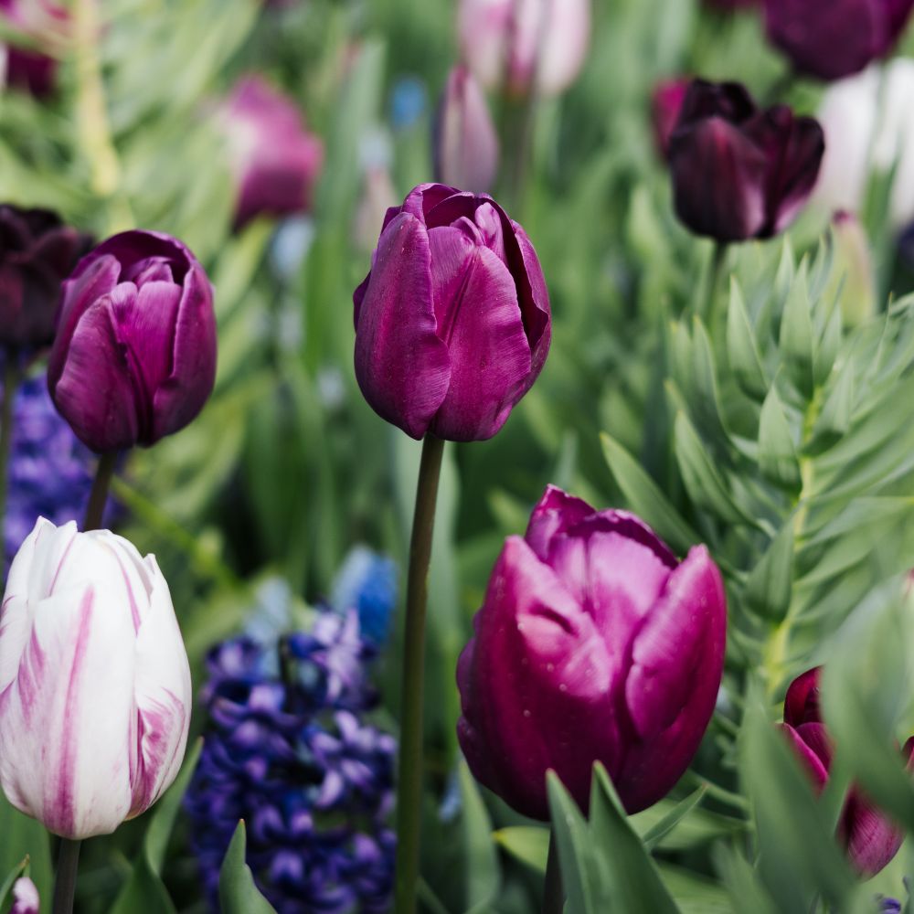 Tulp 'Purple Prince' (10 stuks) BIO