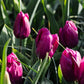 Tulp 'Purple Prince' (10 stuks) BIO