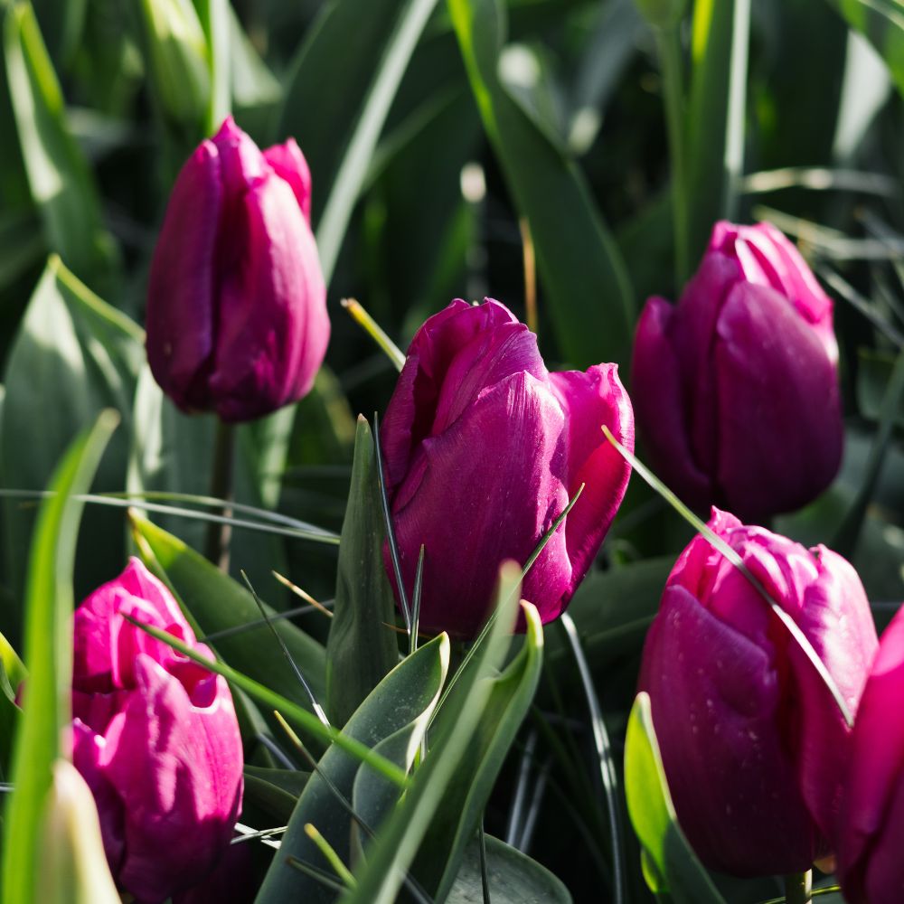 Tulp 'Purple Prince' (10 stuks) BIO