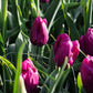 Tulp 'Purple Prince' (10 stuks) BIO