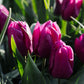Tulp 'Purple Prince' (10 stuks) BIO