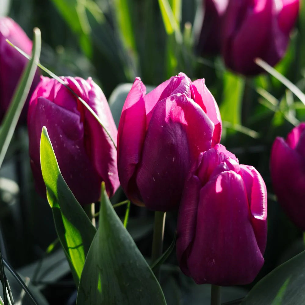 Bollenbundel Tulpenmix 'Colourful'