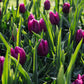 Tulp 'Purple Prince' (10 stuks) BIO