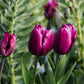 Tulp 'Purple Prince' (10 stuks) BIO