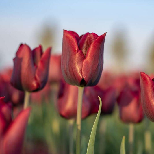 Tulp 'Ronaldo' (10 stuks) BIO