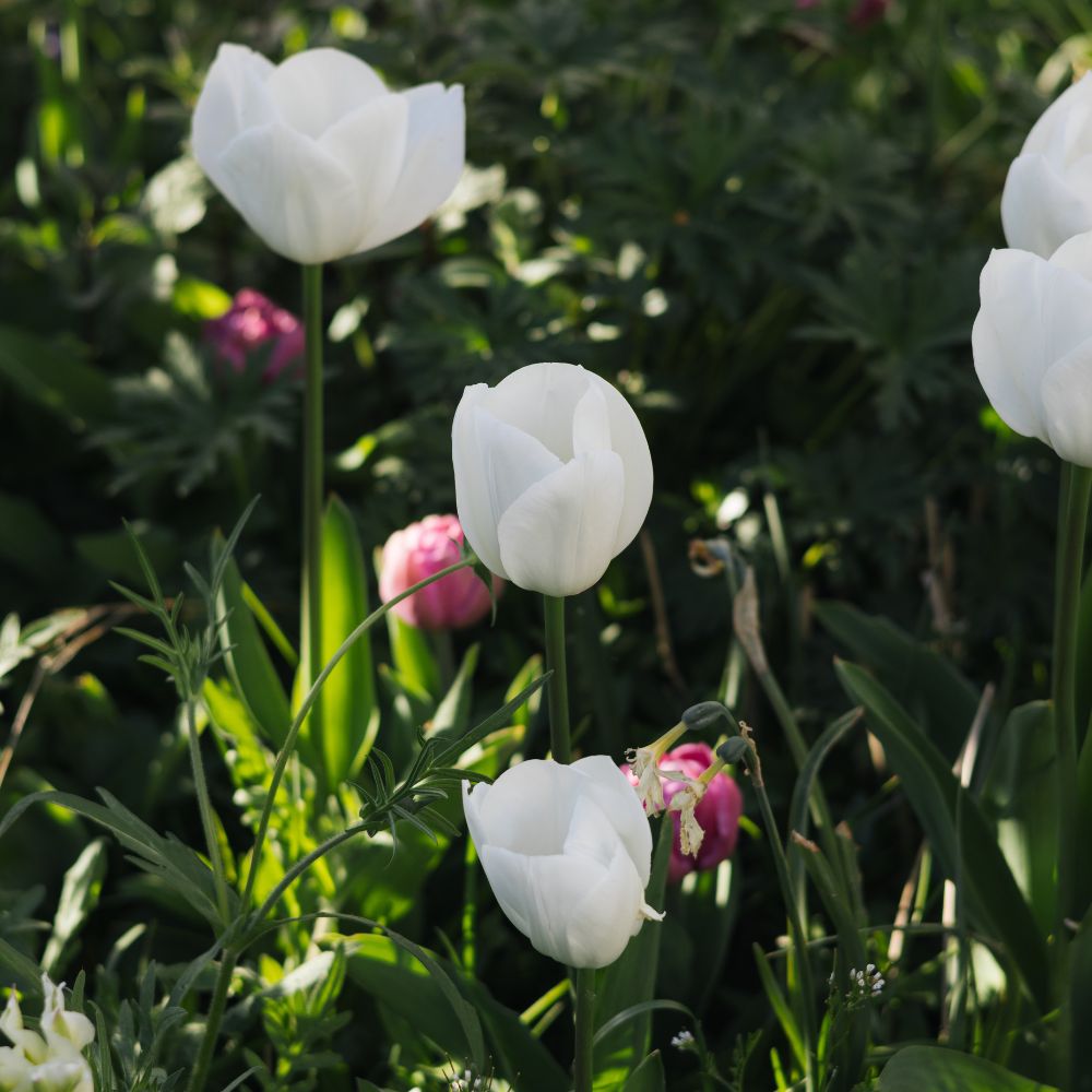 Tulp 'Royal Virgin' (10 stuks) BIO