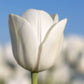 Tulp 'Royal Virgin' (10 stuks) BIO