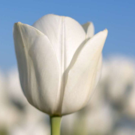 Tulp 'Royal Virgin' (10 stuks) BIO