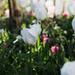 Tulp 'Royal Virgin' (10 stuks) BIO