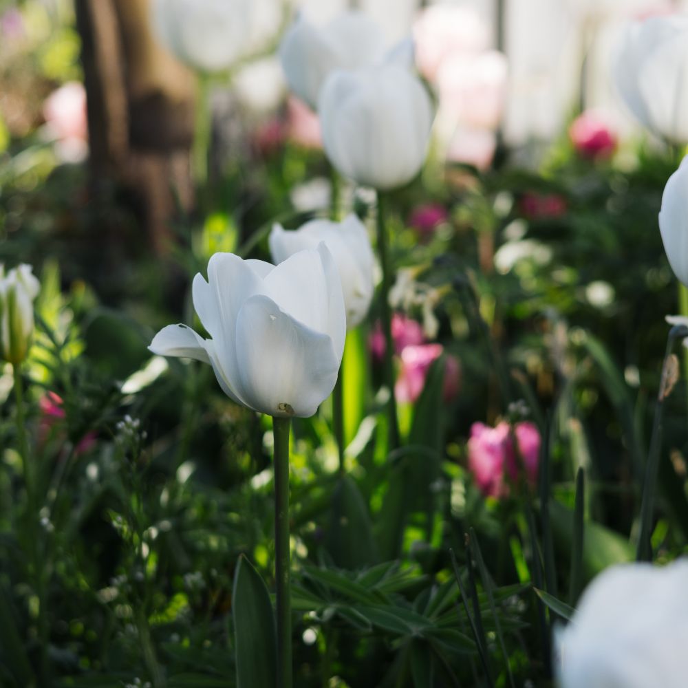 Tulp 'Royal Virgin' (10 stuks) BIO