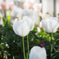 Tulp 'Royal Virgin' (10 stuks) BIO