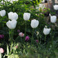 Tulp 'Royal Virgin' (10 stuks) BIO