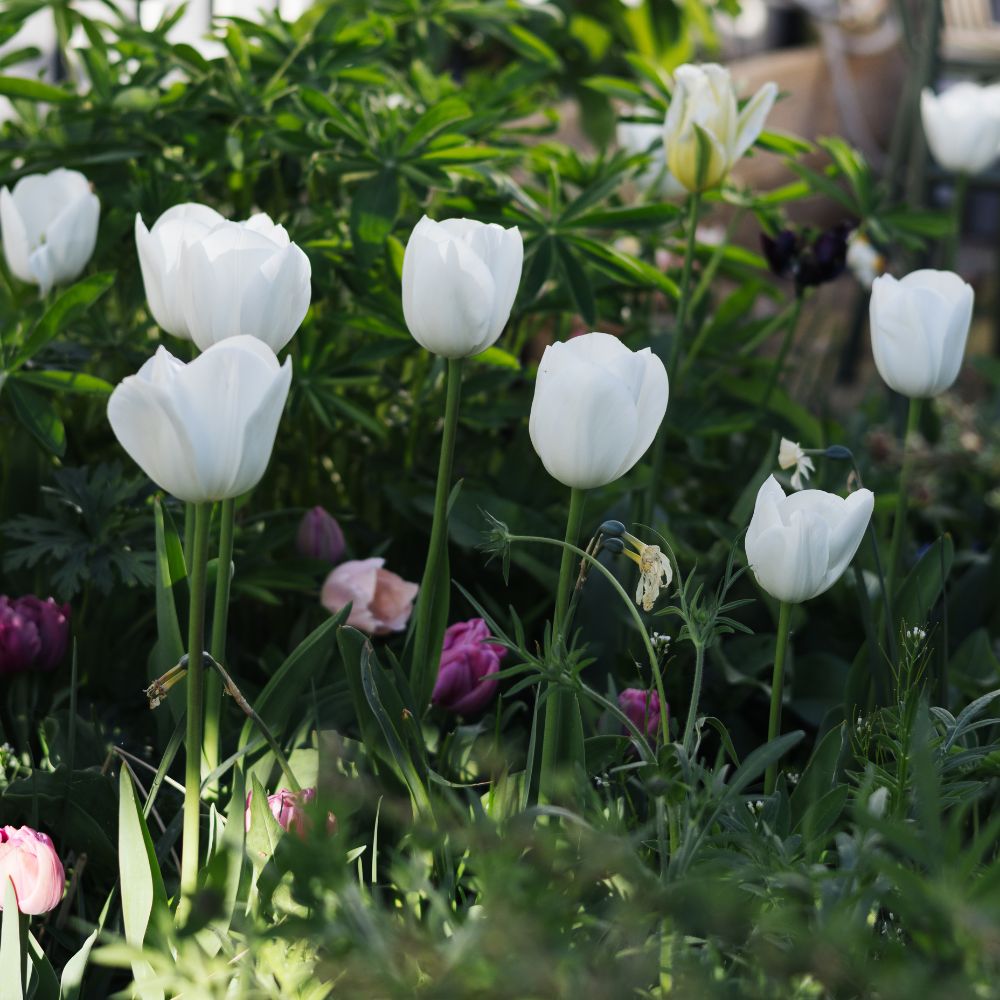 Tulp 'Royal Virgin' (10 stuks) BIO