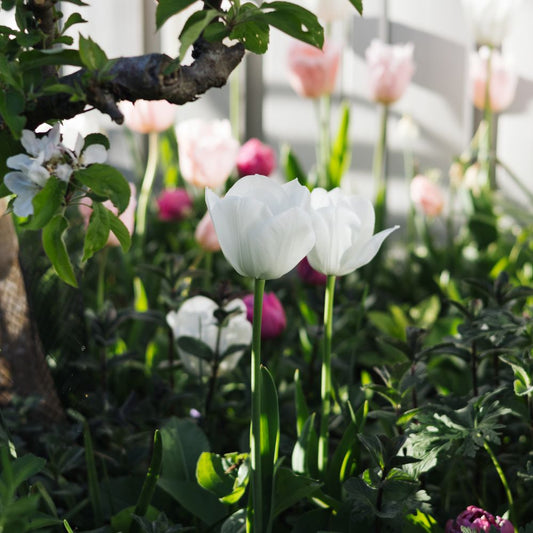 Tulp 'Royal Virgin' (10 stuks) BIO