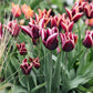Tulp 'Slawa' (10 stuks)
