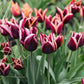 Tulp 'Slawa' (10 stuks)