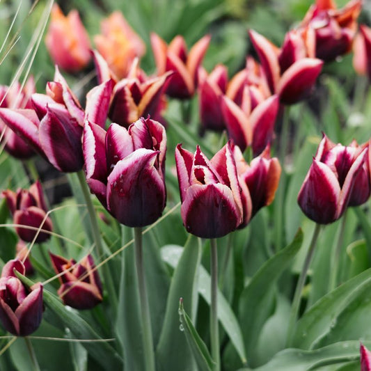 Tulp 'Slawa' (10 stuks)