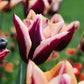 Tulp 'Slawa' (10 stuks)