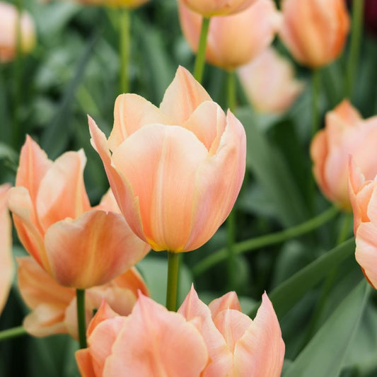 Tulp 'Stunning Star' (10 stuks)