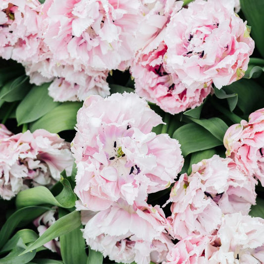 Tulp 'Sugar Crystal' (10 stuks)