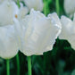 Tulp 'White Rebel' (10 stuks) BIO