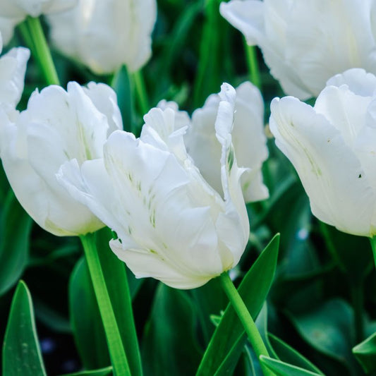 Tulp 'White Rebel' (10 stuks) BIO