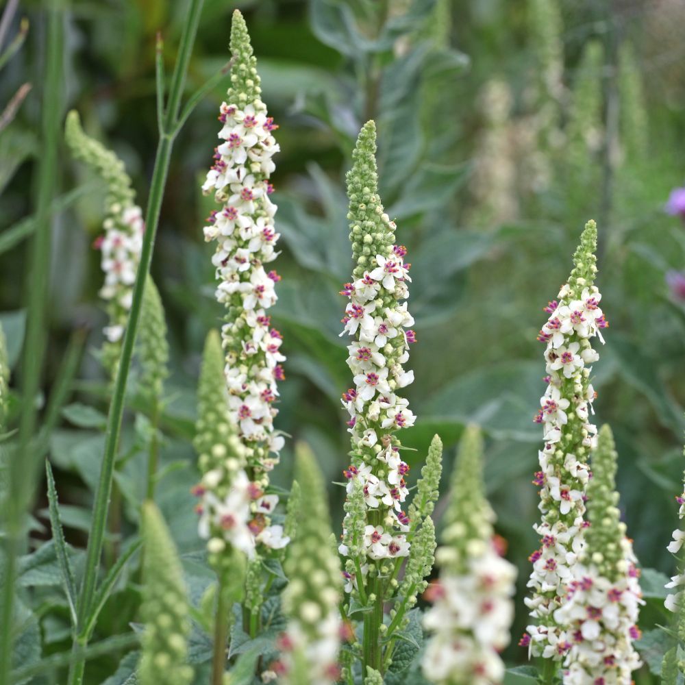 Verbascum chaixii 'Album' (toorts)