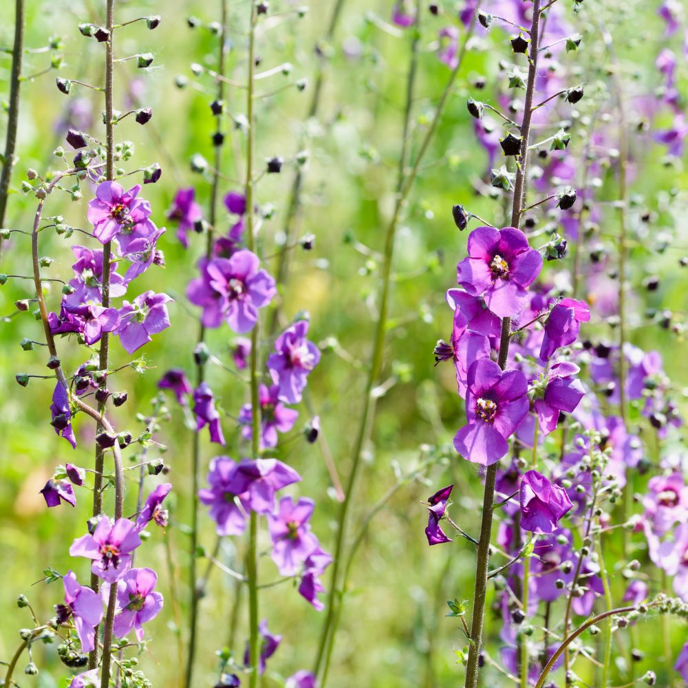 Verbascum phoeniceum (toorts)