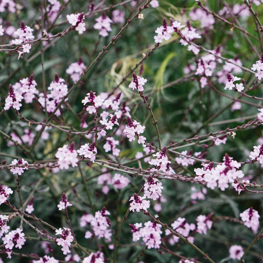 Verbena officinalis 'Bampton' (ijzerhard)