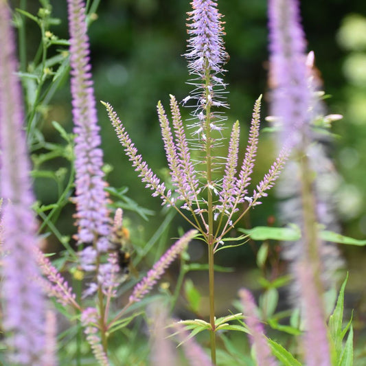 Veronicastrum virginicum 'Adoration' (ereprijs)