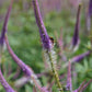 Veronicastrum virginicum 'Fascination' (ereprijs)