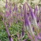 Veronicastrum virginicum 'Fascination' (ereprijs)