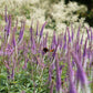 Veronicastrum virginicum 'Fascination' (ereprijs)