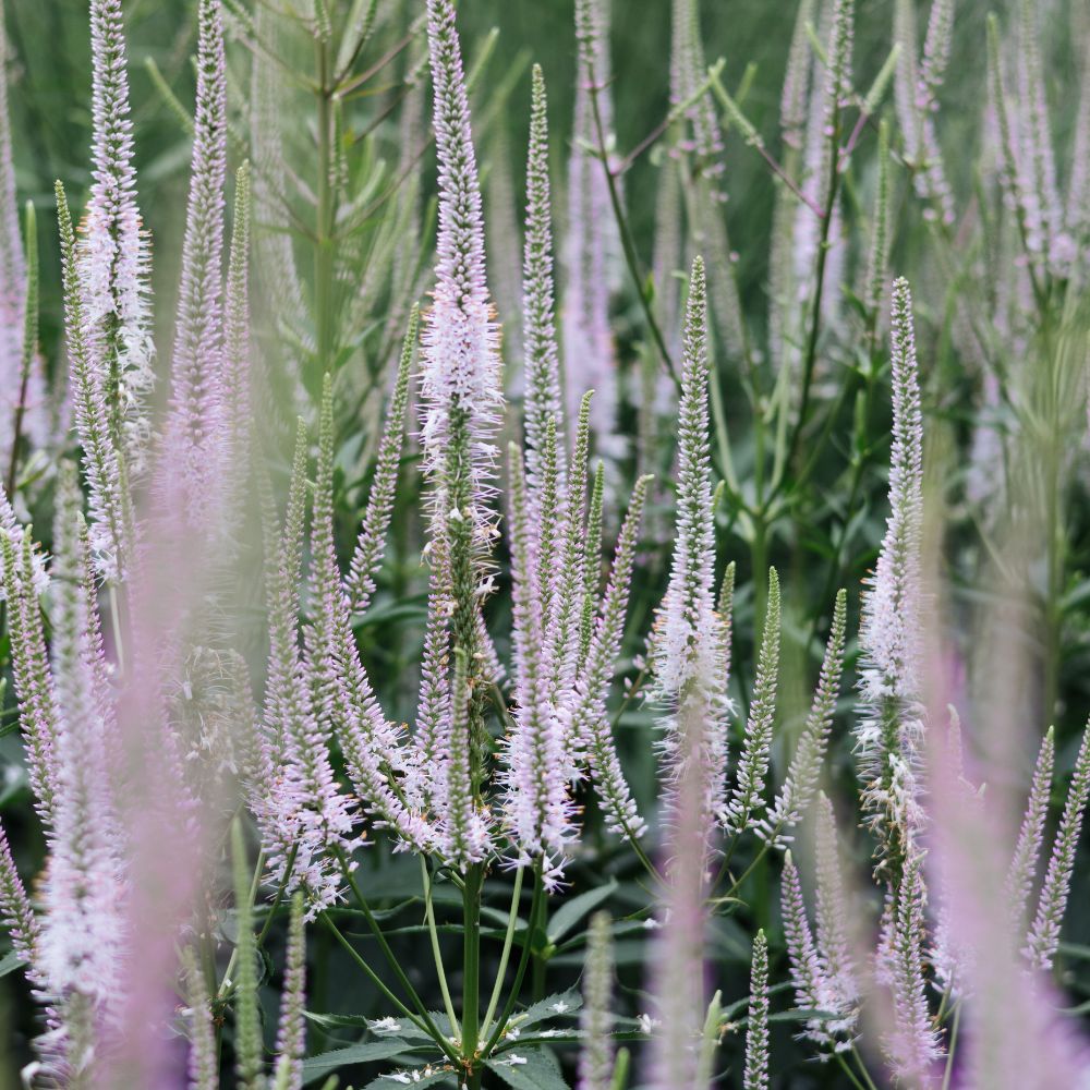 Veronicastrum virginicum 'Lavendelturm' (ereprijs)